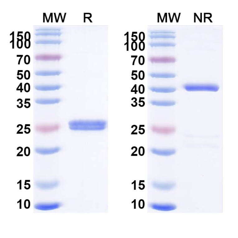 SDS-PAGE - Certolizumab Biosimilar - Anti-TNF alpha Antibody - BSA and Azide free (A338973) - Antibodies.com