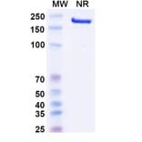 SDS-PAGE - Canakinumab Biosimilar - Anti-IL-1 beta Antibody - BSA and Azide free (A338974) - Antibodies.com