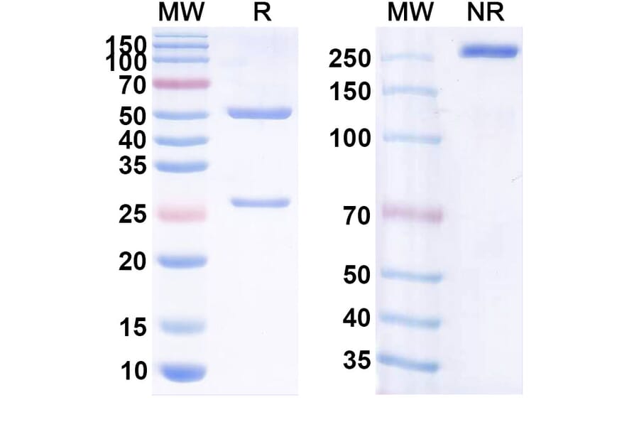 SDS-PAGE - Golimumab Biosimilar - Anti-TNF alpha Antibody - BSA and Azide free (A338975) - Antibodies.com