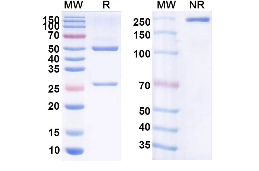 SDS-PAGE - Ustekinumab Biosimilar - Anti-IL12B Antibody - BSA and Azide free (A338977) - Antibodies.com