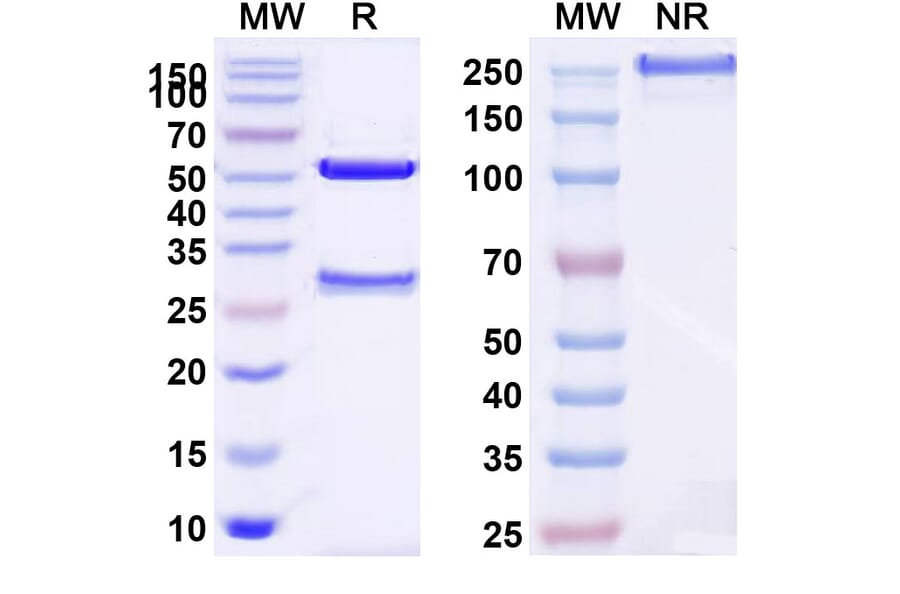 SDS-PAGE - Tocilizumab Biosimilar - Anti-CD126 Antibody - BSA and Azide free (A338979) - Antibodies.com
