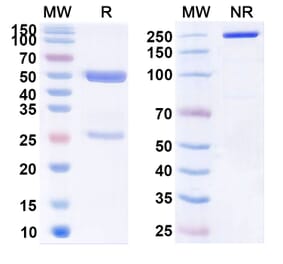 SDS-PAGE - Belimumab Biosimilar - Anti-BAFF Antibody - BSA and Azide free (A338980) - Antibodies.com