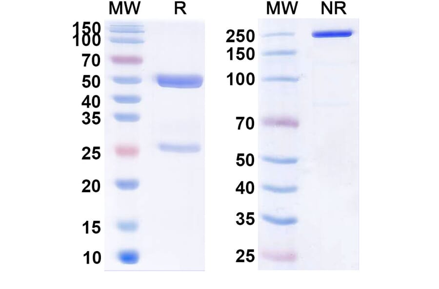 SDS-PAGE - Belimumab Biosimilar - Anti-BAFF Antibody - BSA and Azide free (A338980) - Antibodies.com