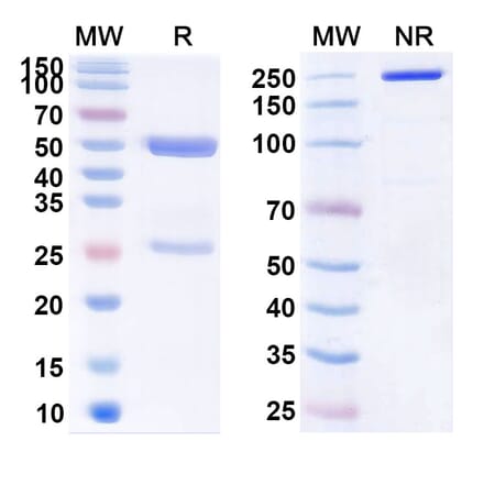 SDS-PAGE - Belimumab Biosimilar - Anti-BAFF Antibody - BSA and Azide free (A338980) - Antibodies.com
