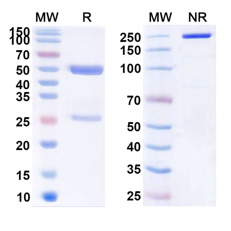 SDS-PAGE - Belimumab Biosimilar - Anti-BAFF Antibody - BSA and Azide free (A338980) - Antibodies.com