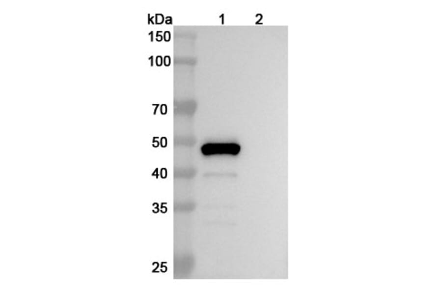 SDS-PAGE - Belimumab Biosimilar - Anti-BAFF Antibody - BSA and Azide free (A338980) - Antibodies.com
