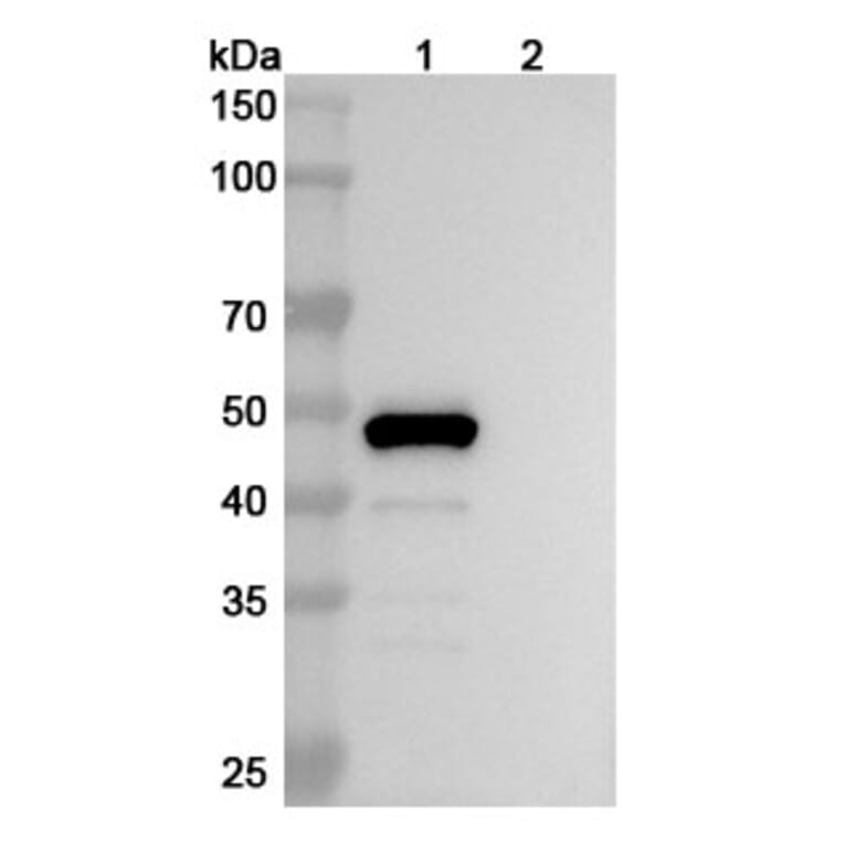 SDS-PAGE - Belimumab Biosimilar - Anti-BAFF Antibody - BSA and Azide free (A338980) - Antibodies.com