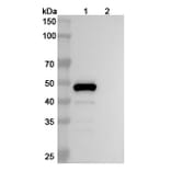 SDS-PAGE - Belimumab Biosimilar - Anti-BAFF Antibody - BSA and Azide free (A338980) - Antibodies.com