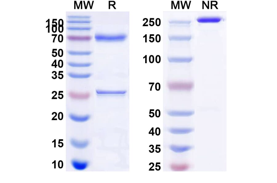 SDS-PAGE - Brentuximab Biosimilar - Anti-CD30 Antibody - BSA and Azide free (A338981) - Antibodies.com