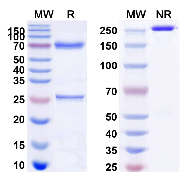 SDS-PAGE - Brentuximab Biosimilar - Anti-CD30 Antibody - BSA and Azide free (A338981) - Antibodies.com