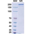 SDS-PAGE - Obinutuzumab Biosimilar - Anti-CD20 Antibody - BSA and Azide free (A338985) - Antibodies.com