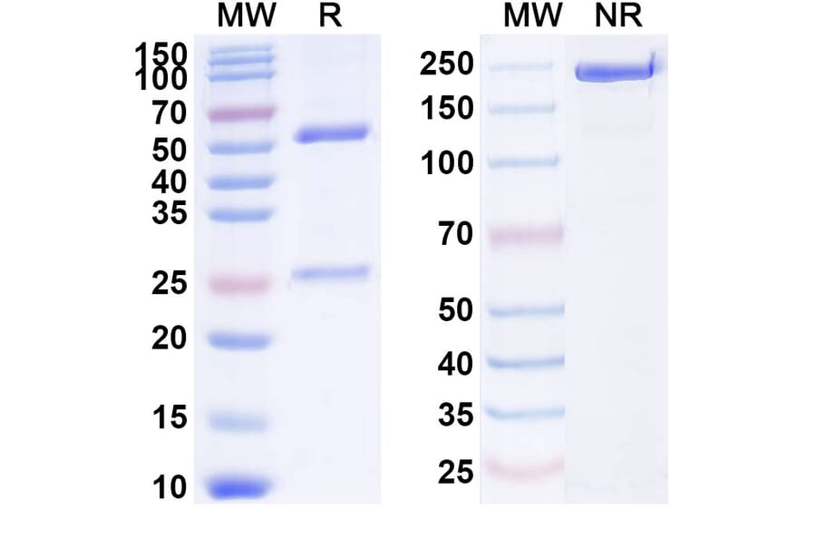 SDS-PAGE - Ramucirumab Biosimilar - Anti-VEGF Receptor 2 Antibody - BSA and Azide free (A338987) - Antibodies.com