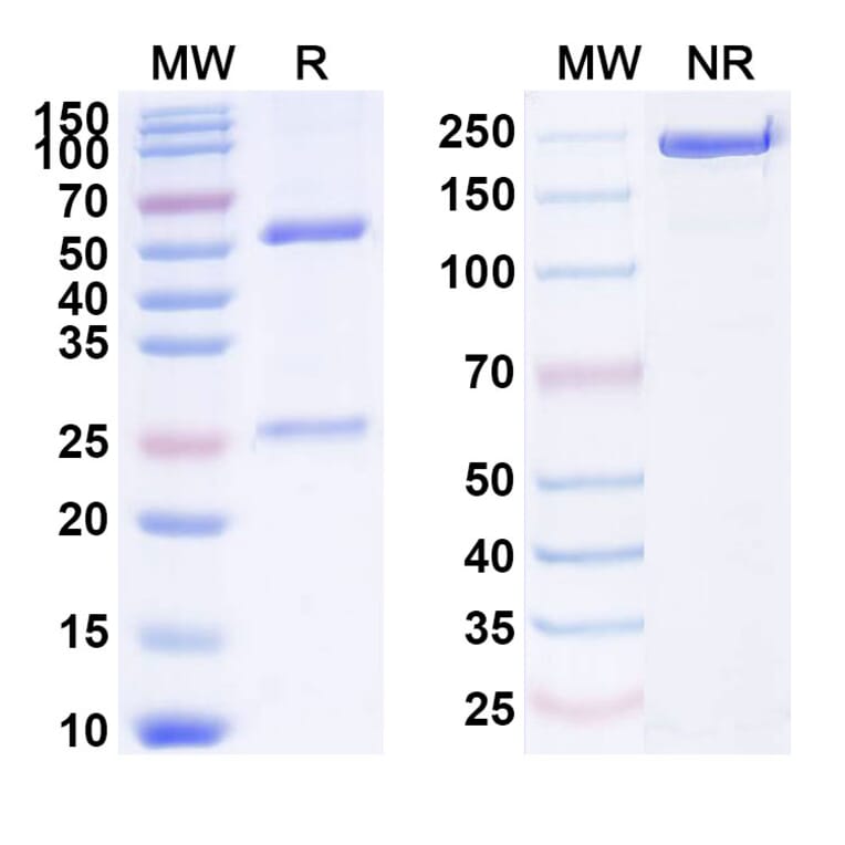 SDS-PAGE - Ramucirumab Biosimilar - Anti-VEGF Receptor 2 Antibody - BSA and Azide free (A338987) - Antibodies.com