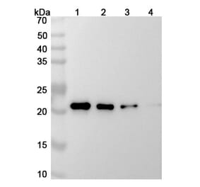 SDS-PAGE - Siltuximab Biosimilar - Anti-IL-6 Antibody - BSA and Azide free (A338988) - Antibodies.com