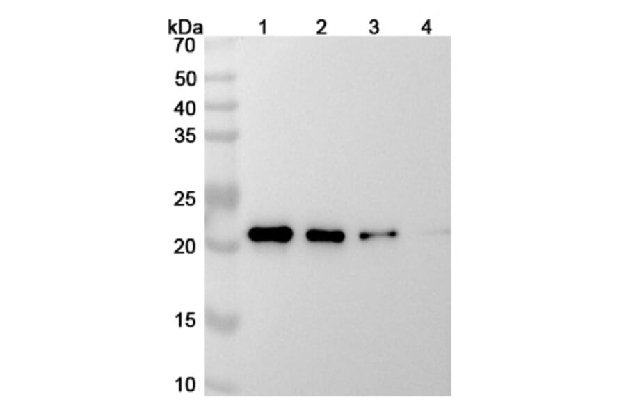 SDS-PAGE - Siltuximab Biosimilar - Anti-IL-6 Antibody - BSA and Azide free (A338988) - Antibodies.com