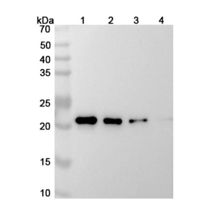 SDS-PAGE - Siltuximab Biosimilar - Anti-IL-6 Antibody - BSA and Azide free (A338988) - Antibodies.com