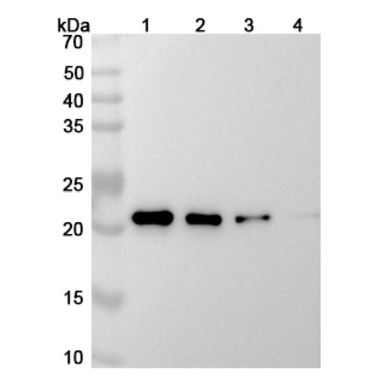 SDS-PAGE - Siltuximab Biosimilar - Anti-IL-6 Antibody - BSA and Azide free (A338988) - Antibodies.com