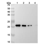 SDS-PAGE - Siltuximab Biosimilar - Anti-IL-6 Antibody - BSA and Azide free (A338988) - Antibodies.com