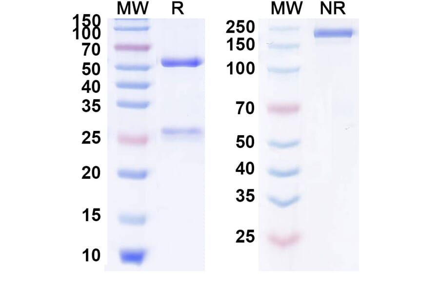 SDS-PAGE - Alirocumab Biosimilar - Anti-PCSK9 Antibody - BSA and Azide free (A338990) - Antibodies.com