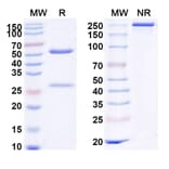SDS-PAGE - Daratumumab Biosimilar - Anti-CD38 Antibody - BSA and Azide free (A338991) - Antibodies.com