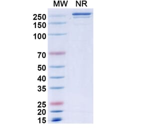 SDS-PAGE - Elotuzumab Biosimilar - Anti-SLAMF7 Antibody - BSA and Azide free (A338993) - Antibodies.com