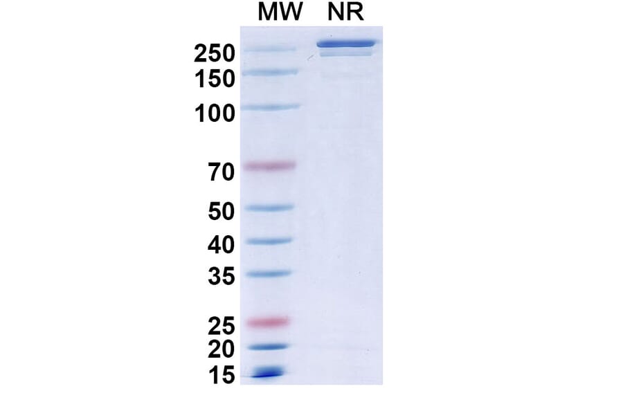 SDS-PAGE - Elotuzumab Biosimilar - Anti-SLAMF7 Antibody - BSA and Azide free (A338993) - Antibodies.com