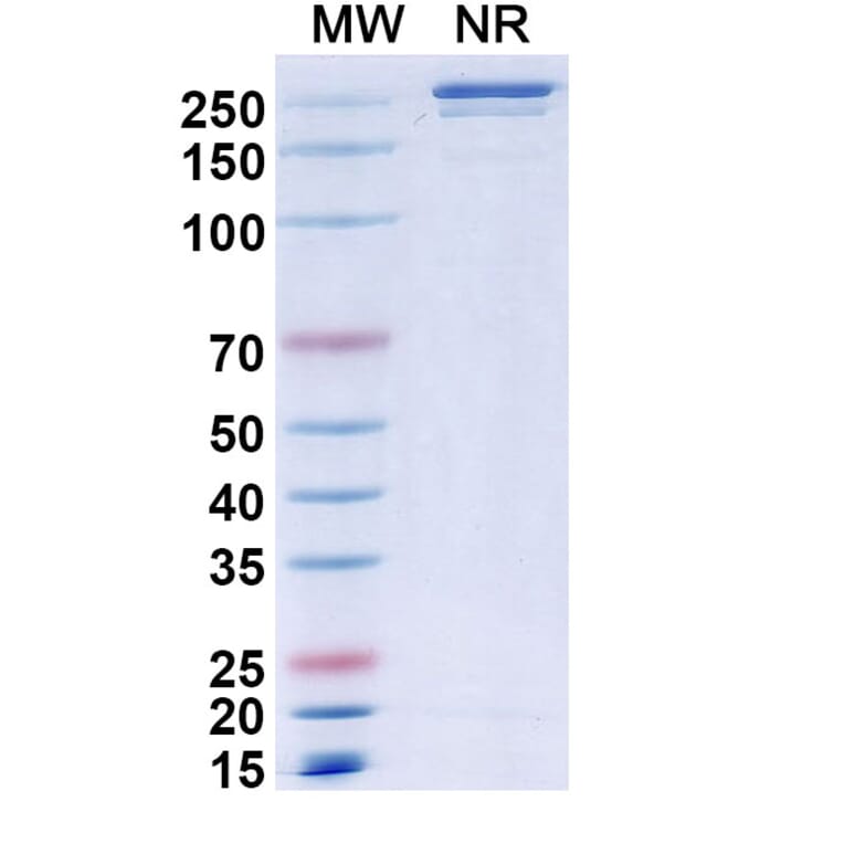 SDS-PAGE - Elotuzumab Biosimilar - Anti-SLAMF7 Antibody - BSA and Azide free (A338993) - Antibodies.com