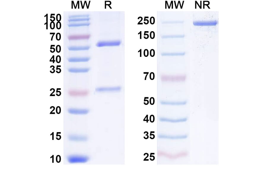 SDS-PAGE - Necitumumab Biosimilar - Anti-EGFR Antibody - BSA and Azide free (A338996) - Antibodies.com