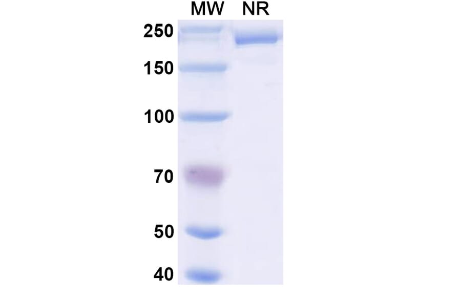 SDS-PAGE - Nivolumab Biosimilar - Anti-PD 1 Antibody - BSA and Azide free (A338997) - Antibodies.com