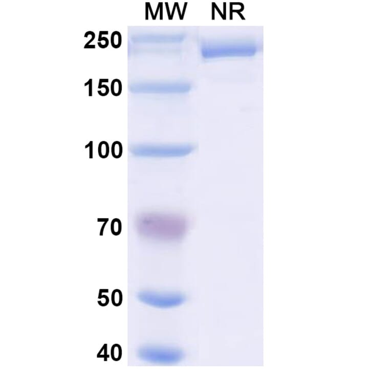 SDS-PAGE - Nivolumab Biosimilar - Anti-PD 1 Antibody - BSA and Azide free (A338997) - Antibodies.com