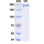 SDS-PAGE - Nivolumab Biosimilar - Anti-PD 1 Antibody - BSA and Azide free (A338997) - Antibodies.com