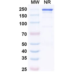 SDS-PAGE - Secukinumab Biosimilar - Anti-IL-17A Antibody - BSA and Azide free (A338998) - Antibodies.com
