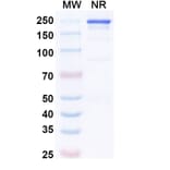 SDS-PAGE - Secukinumab Biosimilar - Anti-IL-17A Antibody - BSA and Azide free (A338998) - Antibodies.com