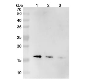 SDS-PAGE - Mepolizumab Biosimilar - Anti-IL-5 Antibody - BSA and Azide free (A339000) - Antibodies.com
