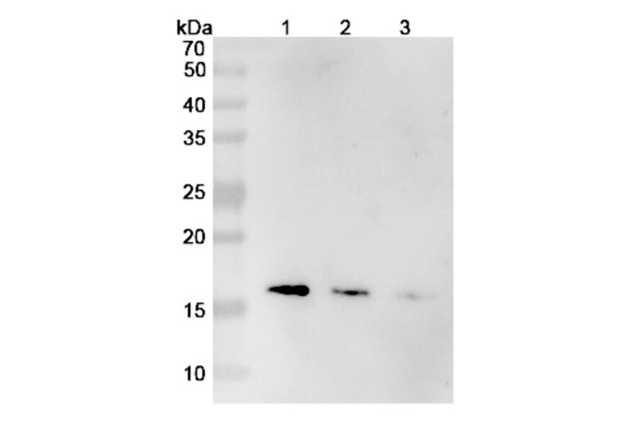 SDS-PAGE - Mepolizumab Biosimilar - Anti-IL-5 Antibody - BSA and Azide free (A339000) - Antibodies.com