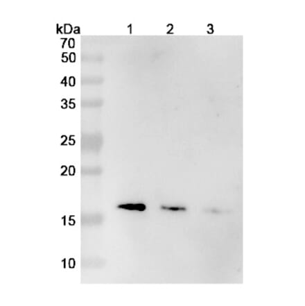 SDS-PAGE - Mepolizumab Biosimilar - Anti-IL-5 Antibody - BSA and Azide free (A339000) - Antibodies.com