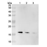 SDS-PAGE - Mepolizumab Biosimilar - Anti-IL-5 Antibody - BSA and Azide free (A339000) - Antibodies.com