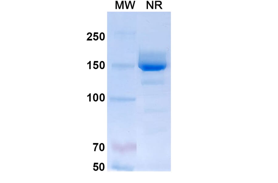 SDS-PAGE - Mepolizumab Biosimilar - Anti-IL-5 Antibody - BSA and Azide free (A339000) - Antibodies.com