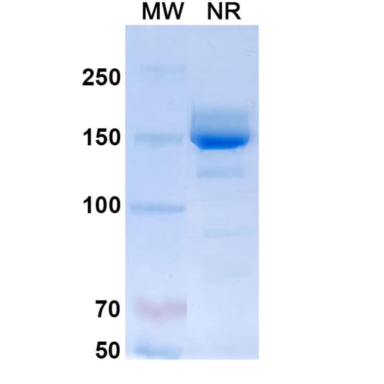 SDS-PAGE - Mepolizumab Biosimilar - Anti-IL-5 Antibody - BSA and Azide free (A339000) - Antibodies.com