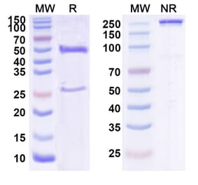 SDS-PAGE - Ixekizumab Biosimilar - Anti-IL-17A Antibody - BSA and Azide free (A339002) - Antibodies.com
