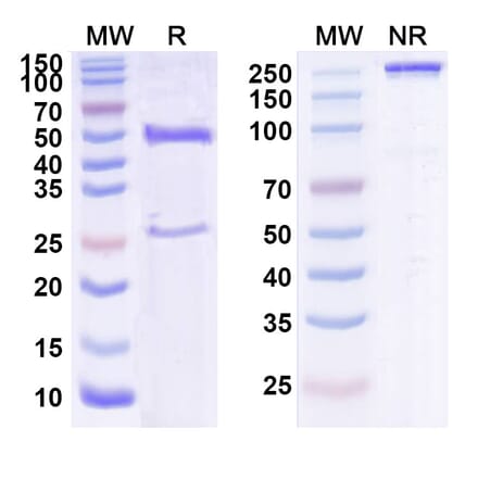 SDS-PAGE - Ixekizumab Biosimilar - Anti-IL-17A Antibody - BSA and Azide free (A339002) - Antibodies.com