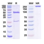 SDS-PAGE - Ixekizumab Biosimilar - Anti-IL-17A Antibody - BSA and Azide free (A339002) - Antibodies.com