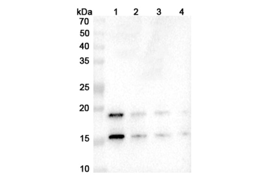 SDS-PAGE - Ixekizumab Biosimilar - Anti-IL-17A Antibody - BSA and Azide free (A339002) - Antibodies.com
