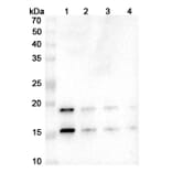 SDS-PAGE - Ixekizumab Biosimilar - Anti-IL-17A Antibody - BSA and Azide free (A339002) - Antibodies.com