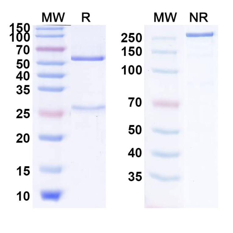 SDS-PAGE - Olaratumab Biosimilar - Anti-PDGFR alpha Antibody - BSA and Azide free (A339004) - Antibodies.com