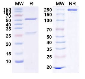 SDS-PAGE - Reslizumab Biosimilar - Anti-IL-5 Antibody - BSA and Azide free (A339005) - Antibodies.com