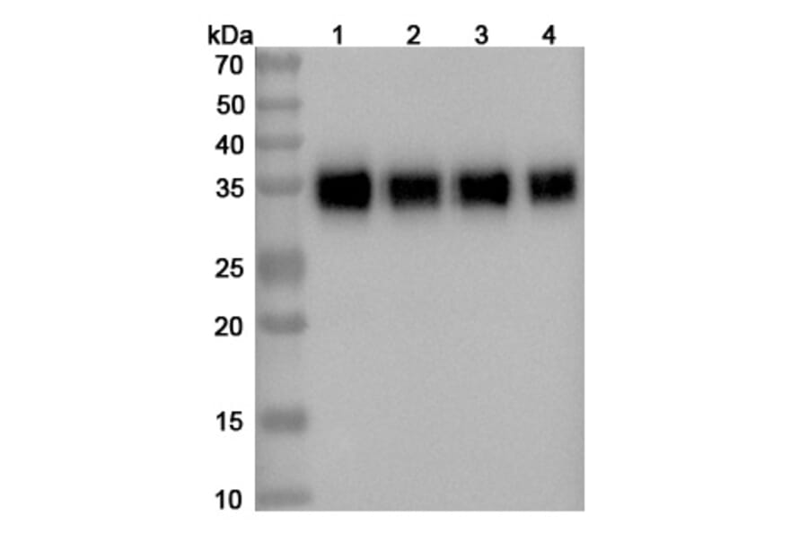 SDS-PAGE - Durvalumab Biosimilar - Anti-PD-L1 Antibody - BSA and Azide free (A339009) - Antibodies.com