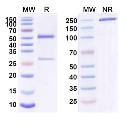 SDS-PAGE - Guselkumab Biosimilar - Anti-IL-23 p19 Antibody - BSA and Azide free (A339011) - Antibodies.com