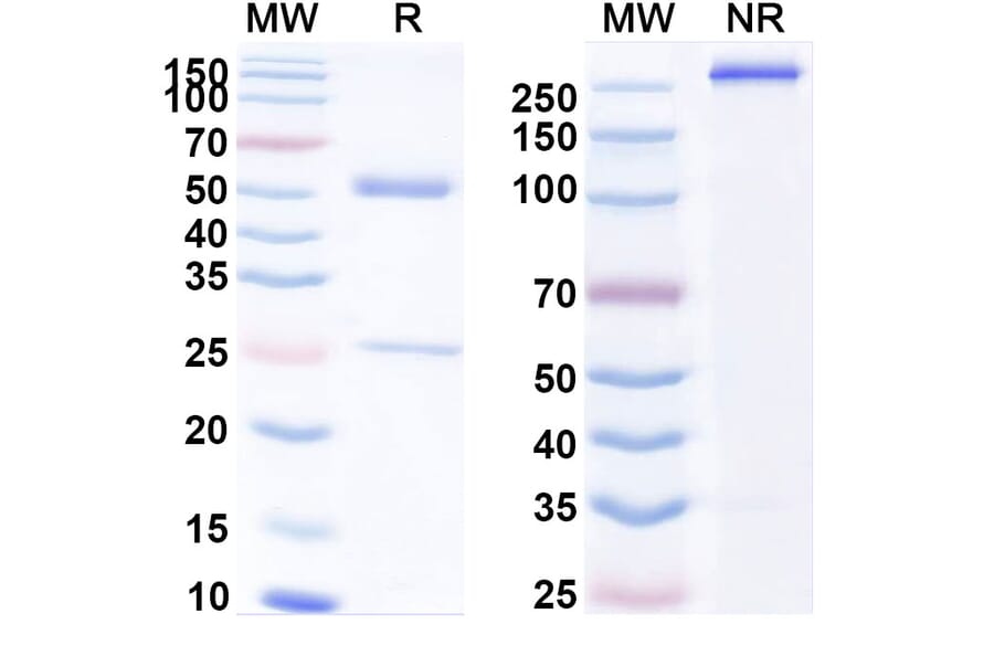 SDS-PAGE - Inotuzumab Biosimilar - Anti-CD22 Antibody - BSA and Azide free (A339012) - Antibodies.com