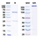 SDS-PAGE - Inotuzumab Biosimilar - Anti-CD22 Antibody - BSA and Azide free (A339012) - Antibodies.com